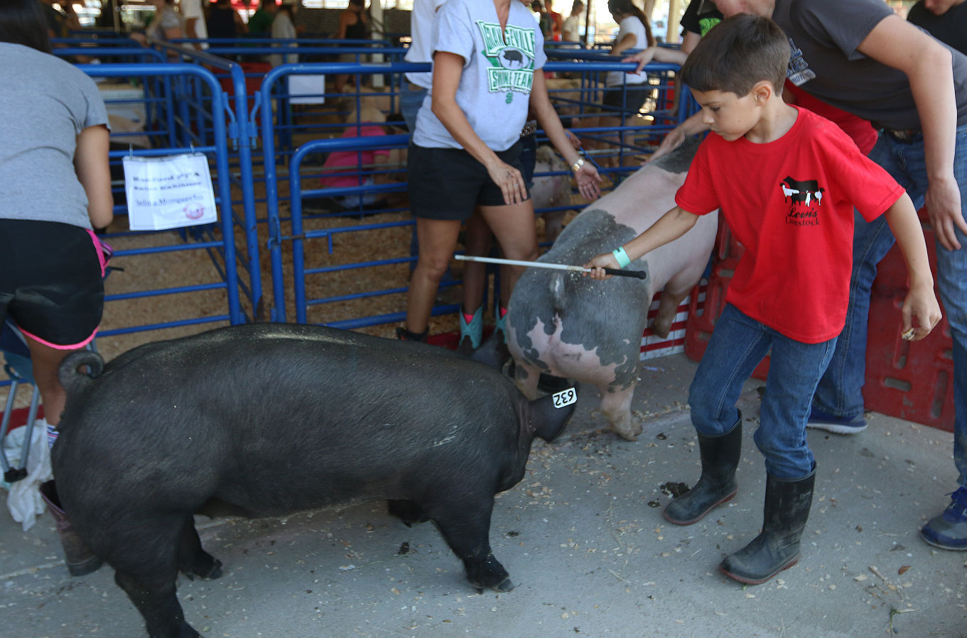 Kings Fair animal arrival
